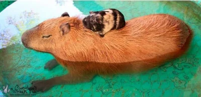 l-da - duża świnka morska pomaga mniejszej
#zwierzęta #natura #swinkimorskie #zdjęci...