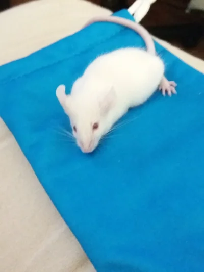 Medyczny98 - Co należy zrobić żeby taka myszka była szczęśliwa? #gryzonie #terrarysty...
