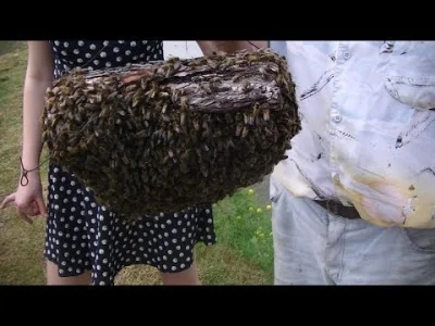 Quimeen - Pszczolki czasami sie roja, gdy nie ma miejsca w ulu, wtedy polowa wylatuje...