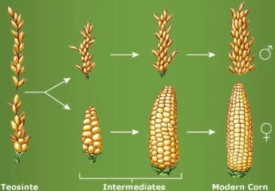 microbid - Dopiero teraz zrozumiałem dlaczego kukurydza jest zaliczana do zbóż. Niby ...