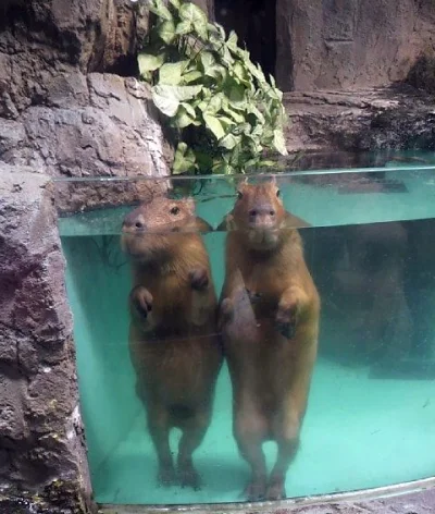 l-da - para chomików próbuje wyjść z akwarium
#natura #zwierzęta #kapibary #zdjęcia ...