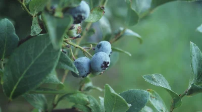 sirgorn - @Grizwold: @Theia: cholerstwo bardzo uzależniające... jem kilogram dziennie...