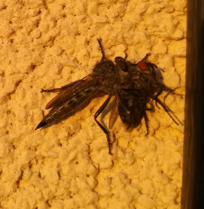 selus497 - Spokojnie to tylko owad-wiertło upolował muchę ( ͡° ͜ʖ ͡°)
Ktoś wie co to...