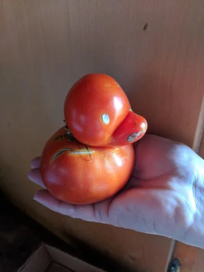 sielkunczik - Rosyjskim biotechnikom udalo sie skrzyżować kaczkę z pomidorem #gmo #hu...