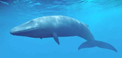Mysterii - Wiecie, że język płetwala błękitnego waży 2500 kg? I jest najgłośniejszym ...