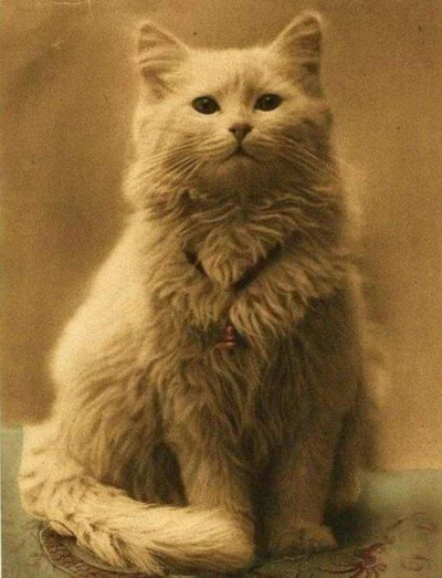 ColdMary6100 - Szach - pierwszy kot, któremu zrobiono zdjęcie
#fotohistoria #koty #c...