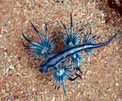 deryt - > Glaucus atlanticus

@cheeseandonion: 
Glaucus atlanticus wygląda inaczej...