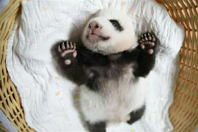 WaniliowaBabeczka - Smyru smyru :3
#pandysazajebiste #panda #zwierzaczki #zwierznadzi...