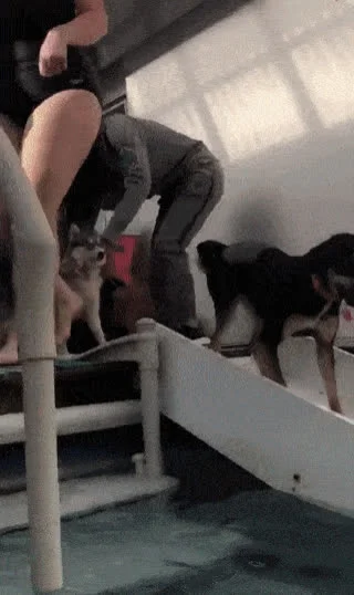 AntyGifBot - Wersja MP4 jest NaN% mniejsza niż GIF (NaN Bytes vs 16.62 MB).


SPOILER