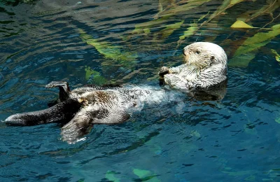 orkako - Tak wydry często jedzą w naturalnym środowisku