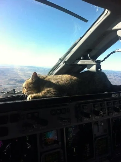 ETalien - drapacz chmur

#humor #koty #lotnictwo #humorobrazkowy
