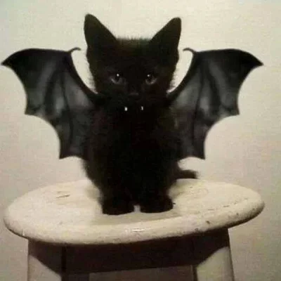 das2sin - #kot #cutenessoverload #batman #batcat #smiesznypiesek