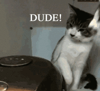 Albertic - #heheszki #koty #gif