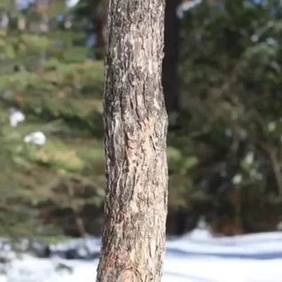 likk - przytulanie się do drzew ponoć działa leczniczo