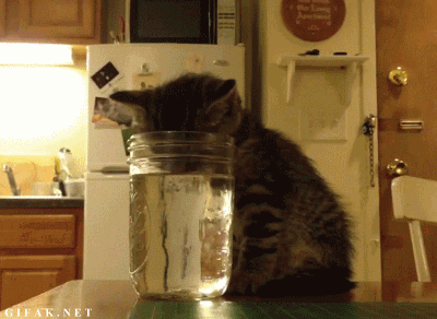 osael - Kotek przysypia w trakcie picia wody

#koty

#gif #polecamosael