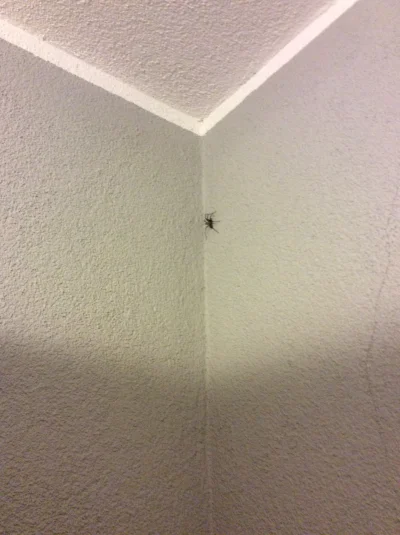 M..... - Generalnie nie boję się pająków, ale odkąd zobaczyłam nowego lokatora w mies...