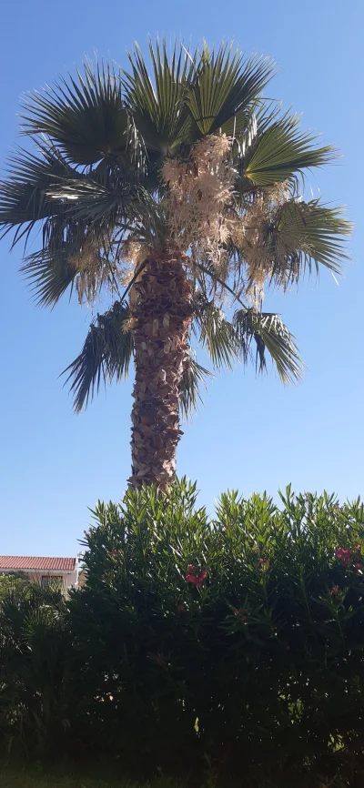 Milo1 - A tak wygląda kwitnąca palma

#wakacje #palma #grecja