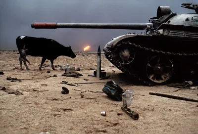 myrmekochoria - Krowa koło zniszczonego czołgu, a w tle płonące pola naftowe podczas ...