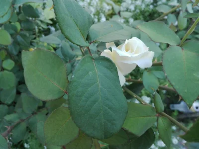 laaalaaa - Róża 6/100 z mojego ogrodu - jedna z moich ulubionych ( ͡° ͜ʖ ͡°)
#mojero...