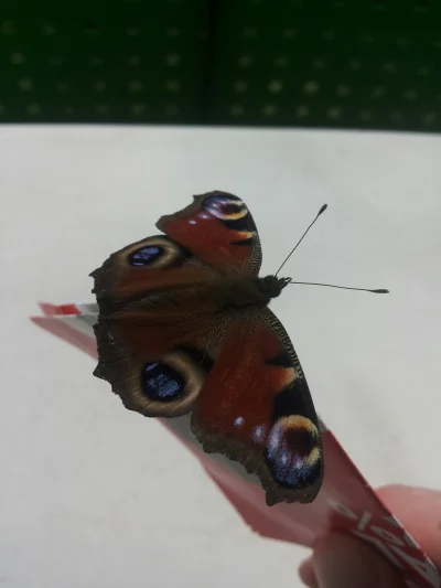 p.....k - Rusałka pawik, macie i patrzcie sobie.



#motyle #motylanoga