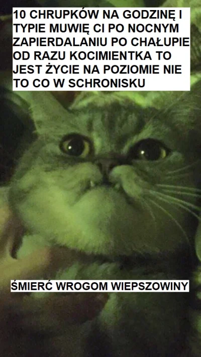 Robciqqq - zobaczyłem tego kota i musiałem xD
#heheszki #humorobrazkowy #dziwnekotki...