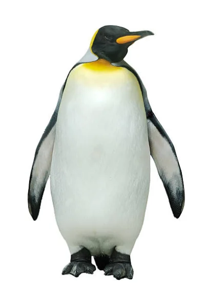 JanParowka - ludzki pingwin
