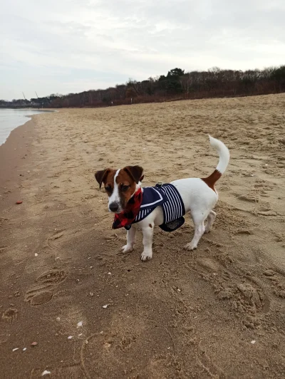 pr0mateusz - Piękna pogoda dziś na spacerek (ʘ‿ʘ) #jrt #jackrusselterier #psy #spacer