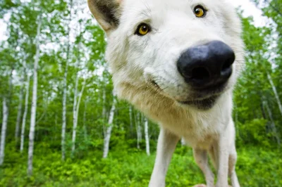 Wulfi - Wygląda jak ten śmieszny wilczek z #zootopia ( ͡° ͜ʖ ͡°)


#wilk #smieszny...