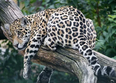 C.....r - #duzekoty #jaguar #koty #zwierzaczki
#fotografia autorstwa #tambako
