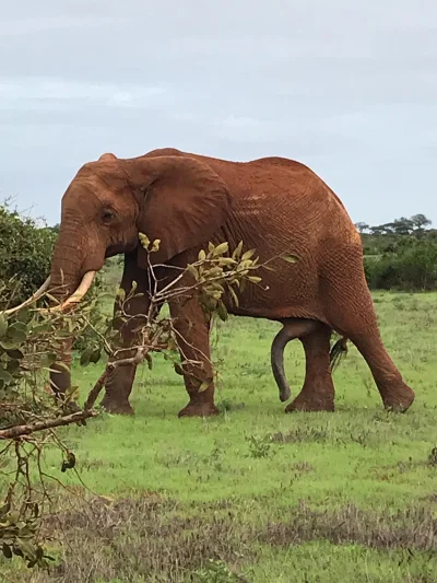 bizn - #slon #safari #heheszki
jakoś w filmach przyrodniczych nie za często są takie...