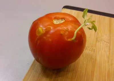 pumarancza - Widzieliście kiedyś coś takiego? :) 

#niewiemjaktootagowac #pomidory #m...