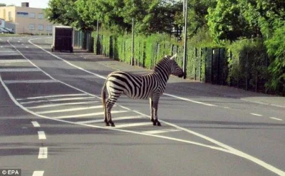 chrisx - Uwaga zebra na pasach.