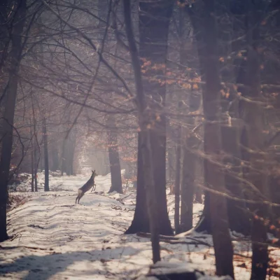 areksamotnik - Hop siup #fotografia #bushcraft #instagram