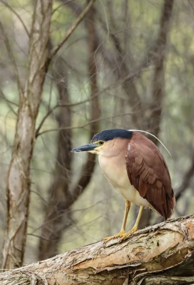 angelosodano - Ślepowron rdzawy (Nycticorax caledonicus)_
#vaticanouccello #vaticano...