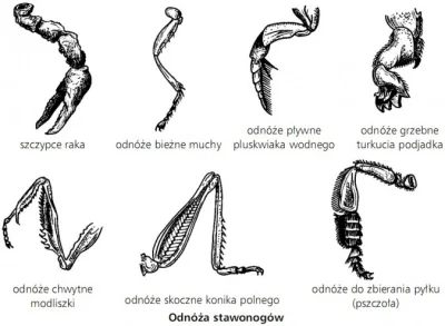 orkako - W jakim stopniu spokrewnione są ze sobą różne stawonogi? 
(Otwórz w nowej k...