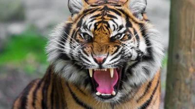 axis_mundi - Lew w dżungli??!! Gdzie??!!
#kroldzungli #tygrys vs #lew #takaprawda #t...