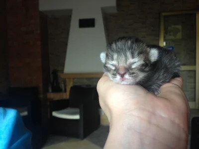 Funko - #pokazkota #koty 

Zobaczcie Miraski co ostatnio urodziło się u mnie w domu ;...