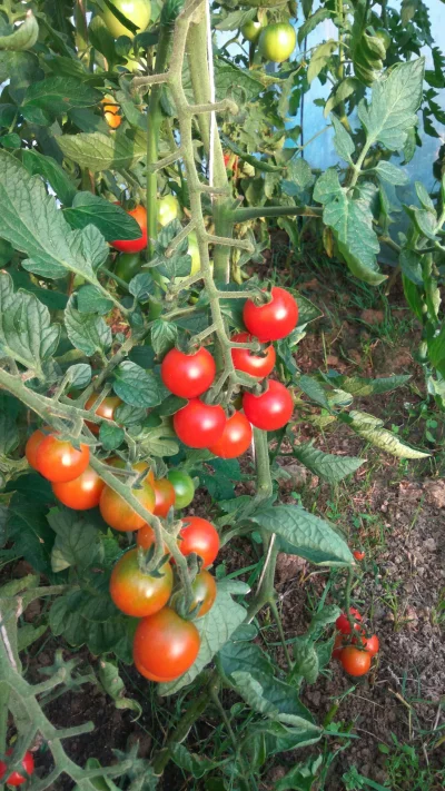 potatowitheyes - #ogrodnictwo #rolnictwo #tunel #pomidory
Niedziela wieczur i humor p...