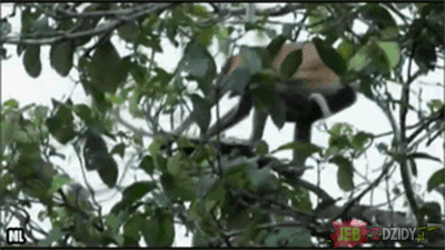 Sledger - dawno nie było
#heheszki