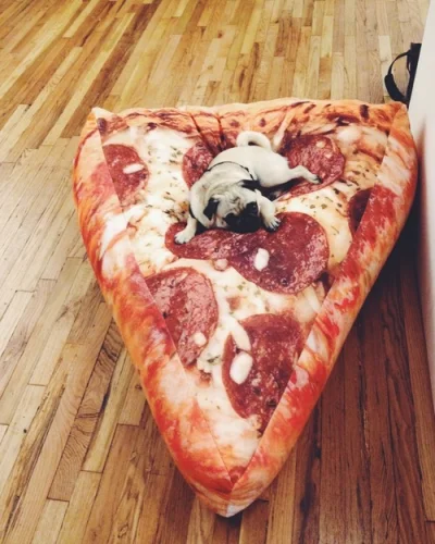 charmingman - #pizza #pug #cutnessoverload #psy

jakie słodziachne