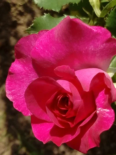 laaalaaa - Róża nr 82/100 z mojego ogrodu ( ͡° ͜ʖ ͡°)
#mojeroze #chwalesie #ogrodnic...