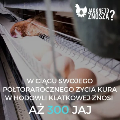 Bezsprzecznie - Jajka pozyskiwane z chowu klatkowego są okupione wysoką ceną. Wybiera...