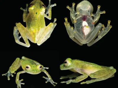 Blondynkimajagorzej - Szklenicowate, żaby szklane (Centrolenidae) Występują w obu Ame...
