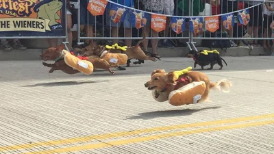 inomoe - #smiesznypiesek #hotdog
