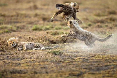 GraveDigger - Młode gepardy uczą się latać. Już niedługo będą musiały opuścić rodzinn...