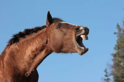 Chrzonszcz - koń by się uśmiał
