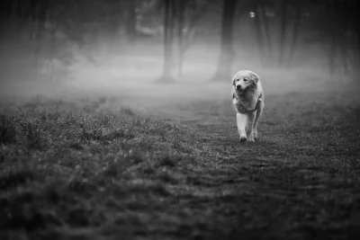 ozyrus - kto rano wstaje ten goni mgły :)
#dziendobry #pies #piesel #marema