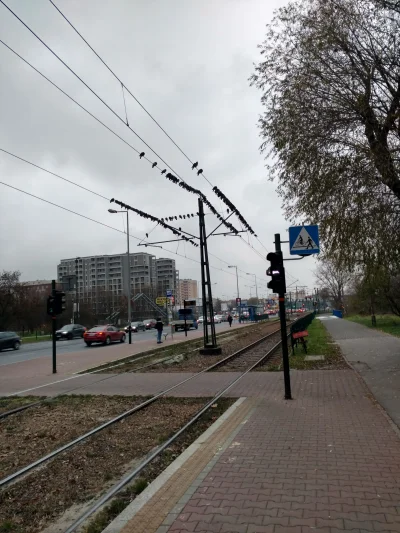 Parte - Oblicz stężenie gołębia na m3.
Chyba im zimno.

#krakow #golebie