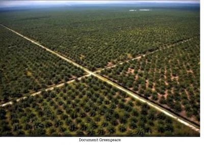 aaadam91 - @PC86: Dlatego olej palmowy jest szkodliwy, tu kiedyś rósł las deszczowy