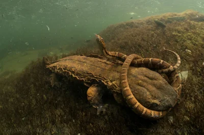 GraveDigger - Niezwykłe ujęcie salamandry olbrzymiej, która próbuje zjeść węża.
#zwi...